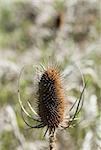 Closeup of single dry brown teasel spiny seed pod.