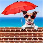 summer vacation dog behind stonewall with red umbrella