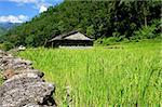 Rice fields and village. Himalayan landscape, Nepal