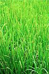 Green rice field, Nepal