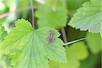 Grasshopper on the currant leaf.The grasshopper is an insect of the suborder Caelifera in the order Orthoptera.