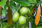 Fresh green mango fruit plant tree outside in summer tropical