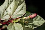 Close up of a single red hibiscus bud on a shrub just beginning to unfurl its petals which are edible and often dried or made into a herbal tisane