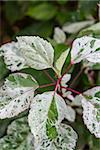 Overhead view of an ornamental variegated leafy shrub with patterned green and white leaves cultivated in a Balinese garden for it showy foliage