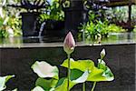 Beautiful fragrant pink water lily blooming above the wide green lily pads floating on the surface of the pond in the tropical sunshine