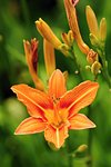 Beautiful orange lily flower on a green background