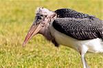 A closeup of the head of a marabou stork