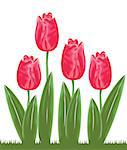 vector tulips