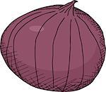 Isolated whole red onion with skin on white background