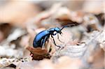 Close-up of European Oil Beetle (Meloe proscarabaeus) in Spring, Styria, Austria