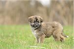 Close-up of Mixed Breed Puppy in Garden in Spring, Upper Palatinate, Bavaria, Germany