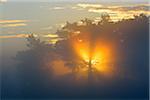 Pine Trees on Misty Morning at Sunrise, Fischland-Darss-Zingst, Mecklenburg-Western Pomerania, Germany