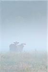 Cows in Field on Misty Morning, Fischland-Darss-Zingst, Mecklenburg-Western Pomerania, Germany