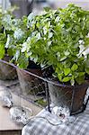 Pots of fresh herbs