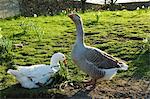 Two farm geese in sunlit field