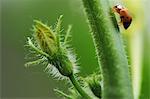 Close up of beetle crawling up flower stem