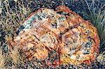 United States of America, Arizona, Petrified Forest National Park