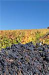 Red wine grapes with colourful vineyards in autumn, grape harvest, Uhlbach, Stuttgart, Baden Wurttemberg, Germany, Europe