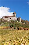 Burg Lichtenberg Castle, Vineyards in autumn, Oberstenfeld, Ludwigsburg District, Baden Wurttemberg, Germany, Europe