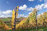 Vineyards in autumn, Oberstenfeld, Ludwigsburg District, Baden Wurttemberg, Germany, Europe