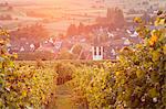 Vineyards at sunset, Ehrenstetten, Staufen im Breisgau, Markgrafler Land, Black Forest, Baden Wurttemberg, Germany, Europe