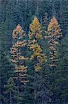 Western larch (Larix occidentalis) in the fall, Mount Hood National Forest, Oregon, United States of America, North America