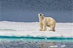 Adult polar bear (Ursus maritimus) on ice floe, Cumberland Peninsula, Baffin Island, Nunavut, Canada, North America