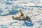 Adult polar bear (Ursus maritimus) cleaning fur on ice floe, Cumberland Peninsula, Baffin Island, Nunavut, Canada, North America
