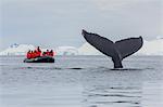 Humpback whale (Megaptera novaeangliae), flukes-up dive near whale watchers in the Enterprise Islands, Antarctica, Polar Regions