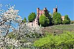 Cherry blossom, Ortenberg Castle, near Offenburg, Ortenau Region, Black Forest, Baden Wurttemberg, Germany, Europe