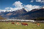 Hereford cattle in Dart River Valley near Glenorchy, Queenstown, South Island, New Zealand, Pacific