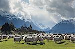 Sheep and mountains near Glenorchy, Queenstown, South Island, New Zealand, Pacific