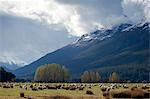 Sheep in Dart River Valley, Glenorchy, Queenstown, South Island, New Zealand, Pacific