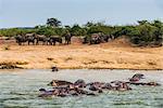 Hippopotamus (Hippopotamus amphibious) group bathing in the water while a group of elephants standing in the back, Queen Elizabeth National Park, Uganda, East Africa, Africa