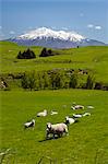 Sheep grazing beneath Mount Ruapehu, Tongariro National Park, UNESCO World Heritage Site, North Island, New Zealand, Pacific