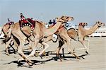 Camel racing at Al Shahaniya race track, 20km outside Doha, Qatar, Middle East