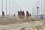 Camel racing at Al Shahaniya race track, 20km outside Doha, Qatar, Middle East