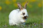 Baby Rabbit Sitting in Flower Meadow in Spring, Bavaria, Germany
