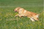 Hovawart Running in Meadow in Spring, Bavaria, Germany