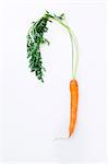 Carrot