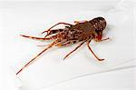 Spiny lobster