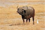 African buffalo (Syncerus caffer), Amboseli National Park, Kenya