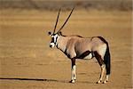 Gemsbok antelope (Oryx gazella), Kalahari desert, South Africa