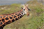 Portrait of a Masai giraffe (Giraffa camelopardalis tippelskirchi), Kenya