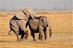 African elephants (Loxodonta africana) mating, Amboseli National Park, Kenya