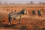 Plains zebras (Equus burchelli) in early morning dust, Amboseli National Park, Kenya