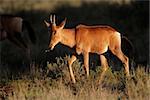 Young red hartebeest (Alcelaphus buselaphus) in late afternoon light, South Africa