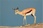 Springbok antelope (Antidorcas marsupialis), Etosha National Park, Namibia