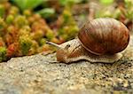 Closeup detail of snail on stone in garden