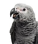 Close-up of a African Grey Parrot (3 months old) isolated on white